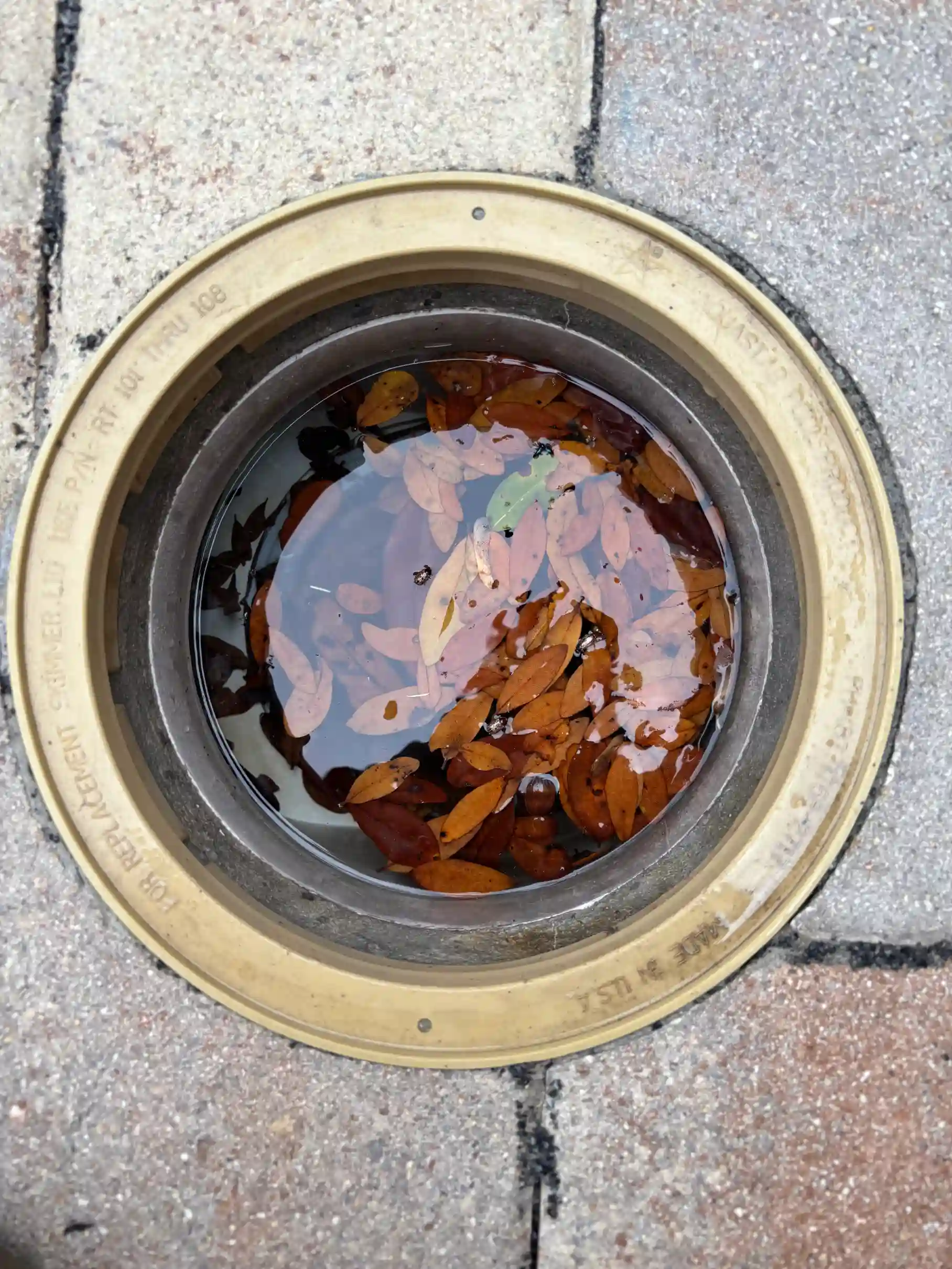 pool maintenace